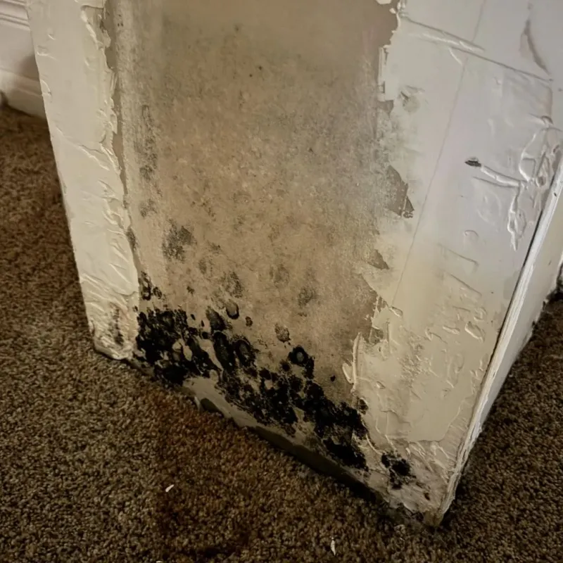 Professional Mold Removal in Franklinville, NC